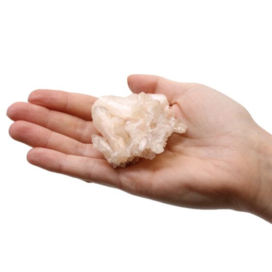 Fingerkvarts – min. 5 stk (1 kg) - Billede 9