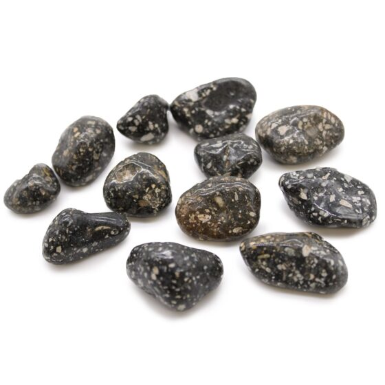 Mellemstore afrikanske tromlesten – Guinea Fowl