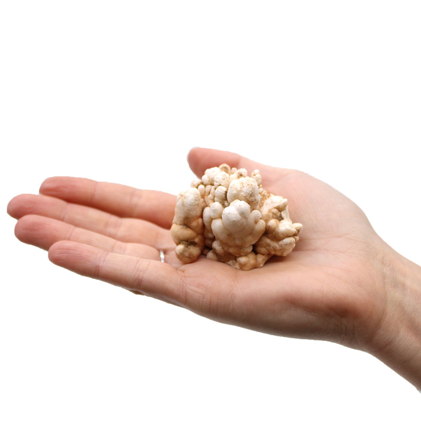 Fingerkvarts – min. 5 stk (1 kg)